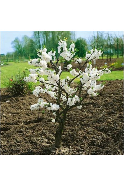 Молоде дерево персика ‘Фреш Вайт’ у саду